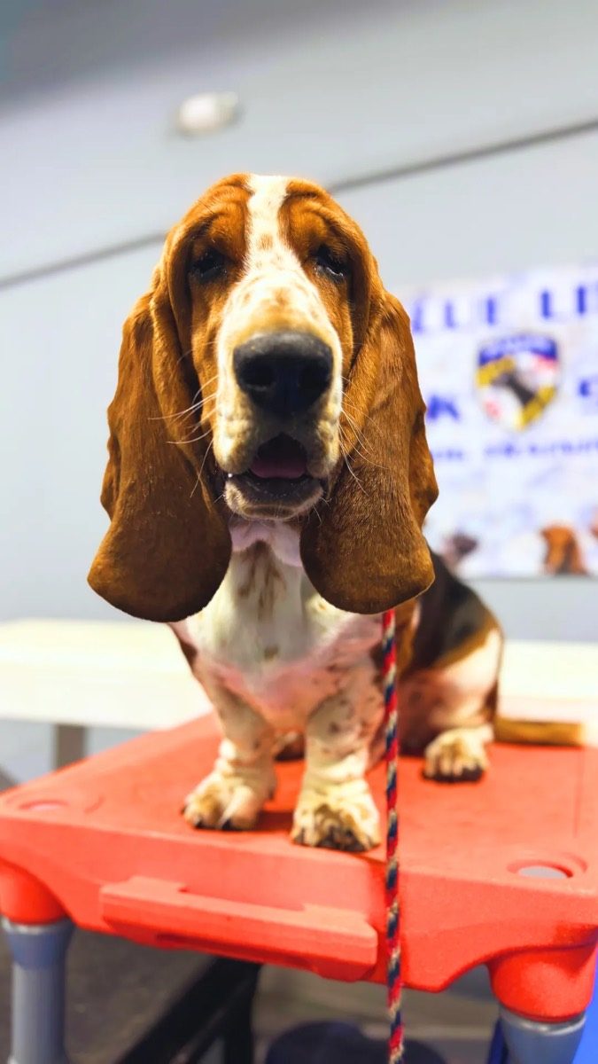 Basset hound settling in for Platinum drop-off day training
